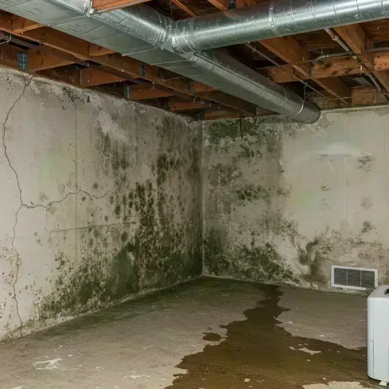 Professional Mold Removal in Grant County, KY